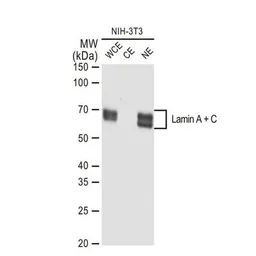 Anti-Lamin A + C antibody [GT1137] used in Western Blot (WB). GTX00774