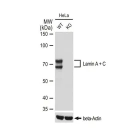 Anti-Lamin A + C antibody [GT1137] used in Western Blot (WB). GTX00774