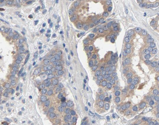 Anti-TLR4 antibody used in IHC (Paraffin sections) (IHC-P). GTX00783