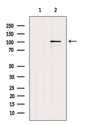 Anti-TLR4 antibody used in Western Blot (WB). GTX00783