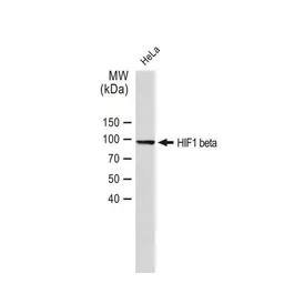 Anti-HIF1 beta antibody [GT1141] used in Western Blot (WB). GTX00799
