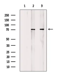 Anti-ATF2 (phospho Thr69) antibody used in Western Blot (WB). GTX00805