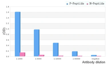 Anti-RUNX2 (phospho Ser28) antibody used in ELISA (ELISA). GTX00811