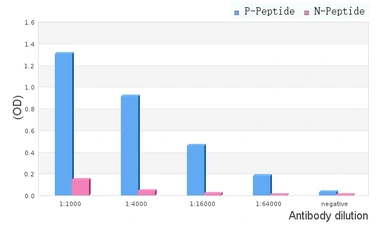 Anti-RUNX2 (phospho Ser340) antibody used in ELISA (ELISA). GTX00812
