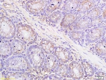 Anti-Metallothionein antibody used in IHC (Paraffin sections) (IHC-P). GTX00824