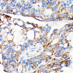 Anti-AIF antibody [GT1143] used in IHC (Paraffin sections) (IHC-P). GTX00833