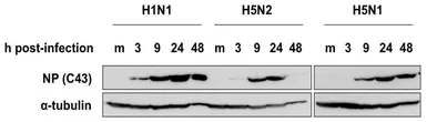 Anti-Influenza A virus Nucleoprotein antibody [C43] used in Western Blot (WB). GTX00858