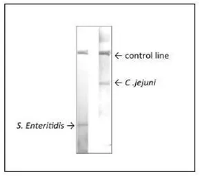 Anti-Salmonella enteritidis LPS antibody [se-1] used in Lateral Flow (Lateral Flow). GTX00861