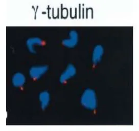 Anti-gamma Tubulin antibody used in Immunocytochemistry/ Immunofluorescence (ICC/IF). GTX00881