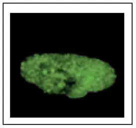 Anti-MCM7 antibody used in Immunocytochemistry/ Immunofluorescence (ICC/IF). GTX00894