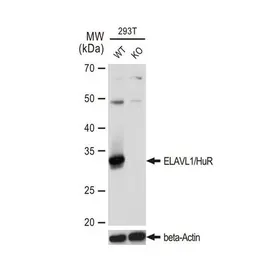 Anti-ELAVL1 / HuR antibody [GT1182] used in Western Blot (WB). GTX00944