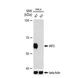 Anti-IRF3 antibody [GT1194] used in Western Blot (WB). GTX00956