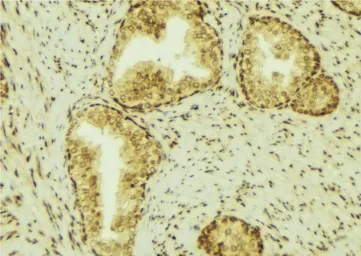 Anti-Lipocalin-2 antibody used in IHC (Paraffin sections) (IHC-P). GTX01078