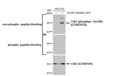 Anti-Chk1 antibody [ST57-09] used in Western Blot (WB). GTX01101