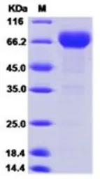 Human PD-L1 protein, mouse IgG1 Fc tag (active). GTX01279-pro