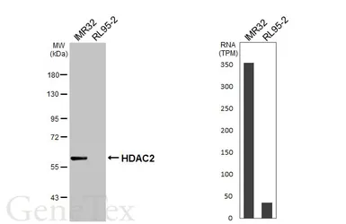 Anti-HDAC2 antibody [GT1219] used in Western Blot (WB). GTX01527