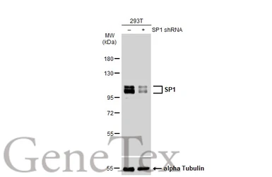 Anti-SP1 antibody [GT1220] used in Western Blot (WB). GTX01528