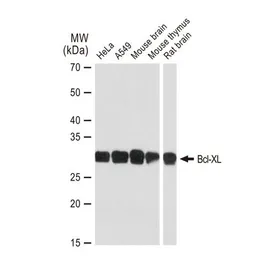 Anti-Bcl-XL antibody [GT1227] used in Western Blot (WB). GTX01535