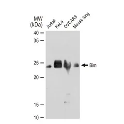 Anti-Bim antibody [GT1234] used in Western Blot (WB). GTX01542