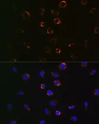 Anti-VDAC1 antibody [GT1235] used in Immunocytochemistry/ Immunofluorescence (ICC/IF). GTX01543