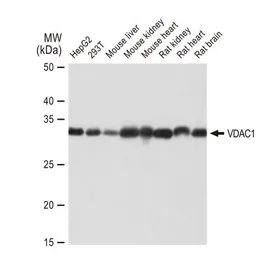 Anti-VDAC1 antibody [GT1235] used in Western Blot (WB). GTX01543