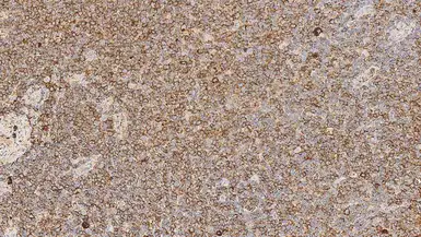 Mouse Anti-Human lambda light chain antibody [SHL53]. GTX01886