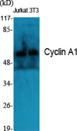 Anti-Cyclin A1 antibody used in Western Blot (WB). GTX02524