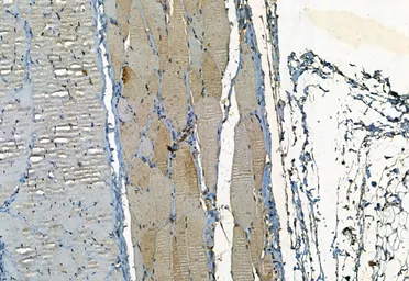 Anti-Smoothened homolog antibody used in IHC (Paraffin sections) (IHC-P). GTX02530