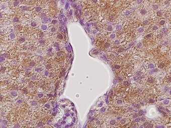 Anti-Growth hormone Receptor antibody used in IHC (Paraffin sections) (IHC-P). GTX02538