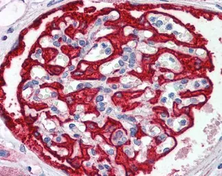 Anti-CDC4 antibody used in IHC (Paraffin sections) (IHC-P). GTX02557