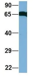 Anti-CDC4 antibody used in Western Blot (WB). GTX02557