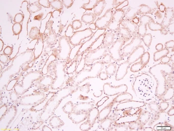 Anti-CD34 antibody used in IHC (Paraffin sections) (IHC-P). GTX02560