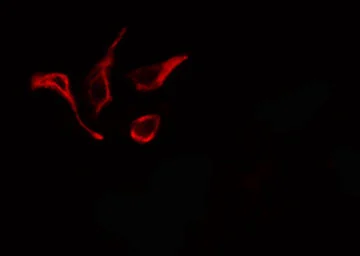 Anti-NOX1 antibody used in Immunocytochemistry/ Immunofluorescence (ICC/IF). GTX02577