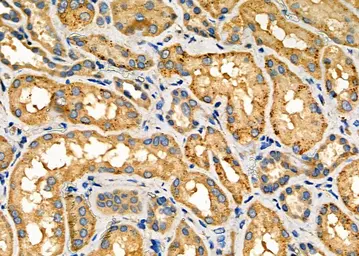 Anti-NOX1 antibody used in IHC (Paraffin sections) (IHC-P). GTX02577