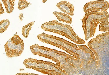 Anti-PLCE1 antibody used in IHC (Paraffin sections) (IHC-P). GTX02580