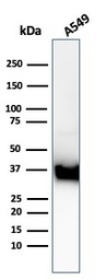 Anti-Annexin A1 antibody [ANXA1/3869R] used in Western Blot (WB). GTX02590