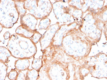 Anti-Aurora B antibody [rAURKB/1592] used in IHC (Paraffin sections) (IHC-P). GTX02594