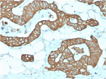 Anti-Cytokeratin 19 antibody [KRT19/1959R] used in IHC (Paraffin sections) (IHC-P). GTX02659