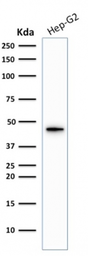 Anti-Cytokeratin 19 antibody [KRT19/1959R] used in Western Blot (WB). GTX02659
