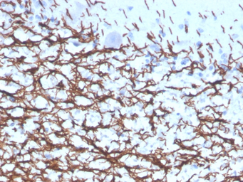 Anti-Myelin basic protein antibody [rMBP/4288] used in IHC (Paraffin sections) (IHC-P). GTX02673
