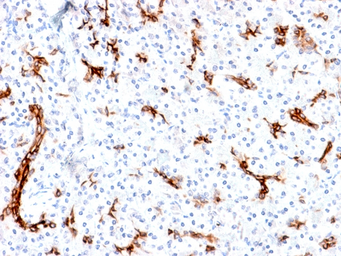 Anti-Mucin 6 antibody [MUC6/1553R] used in IHC (Paraffin sections) (IHC-P). GTX02681