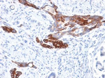 Anti-Mucin 6 antibody [MUC6/1553R] used in IHC (Paraffin sections) (IHC-P). GTX02681