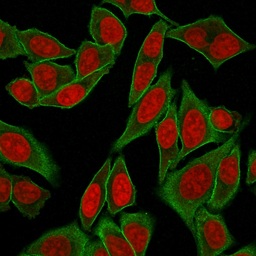 Anti-SPTBN2 antibody [SPTBN2/2887R] used in Immunocytochemistry/ Immunofluorescence (ICC/IF). GTX02717