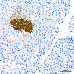 Anti-Insulin antibody [GT1229] used in IHC (Paraffin sections) (IHC-P). GTX02826