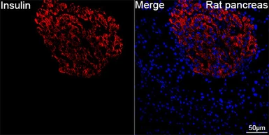 Anti-Insulin antibody [GT1229] used in IHC (Paraffin sections) (IHC-P). GTX02826