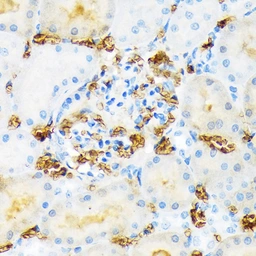 Anti-Hemoglobin alpha antibody [GT1234] used in IHC (Paraffin sections) (IHC-P). GTX02831