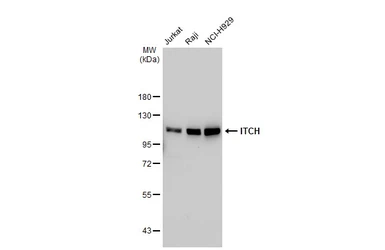 Anti-ITCH antibody [GT1248] used in Western Blot (WB). GTX02845