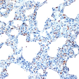 Anti-PF4 antibody [GT1260] used in IHC (Paraffin sections) (IHC-P). GTX02857