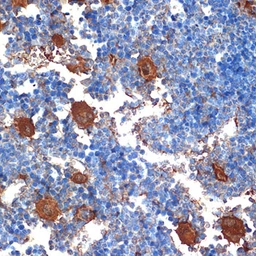 Anti-PF4 antibody [GT1260] used in IHC (Paraffin sections) (IHC-P). GTX02857