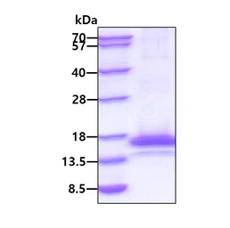 Dog IL5 protein, His tag (active). GTX02864-pro